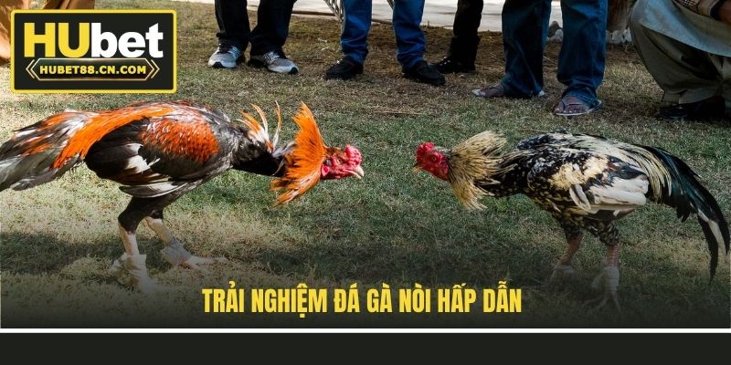 Trải nghiệm đá gà nòi hấp dẫn Trải nghiệm đá gà nòi hấp dẫn
